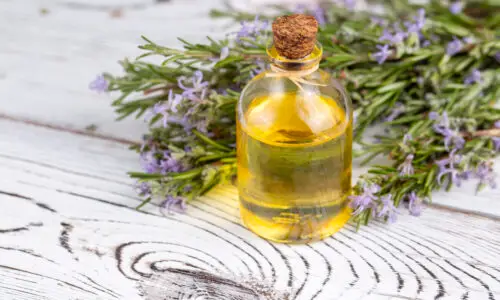 7 Benefits of Rosemary Essential Oil