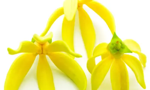 7 Benefits of Ylang Ylang essential oil