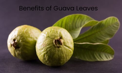 8 Health Benefits of Guava Leaves You Need to Know Today
