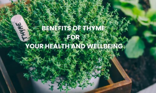 Benefits of Thyme for Your Health and Wellbeing